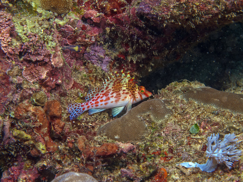 Hawkfish, Coral Garden